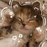 Kitties